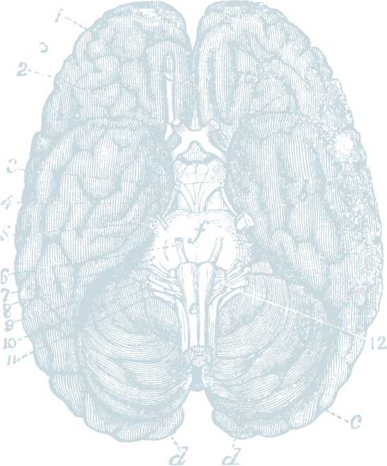 Brain