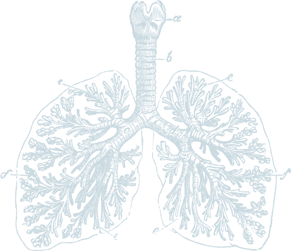 Lung