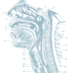 jaw medical image